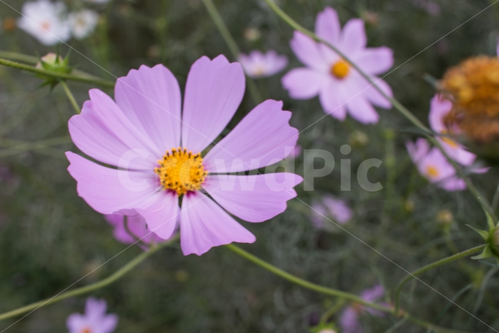가을,코스모스,꽃,감성,풍경,자연,flower,식물,가을,계절,fall,autumn,season,식물,자연,plants,nature,꽃,flower,plant