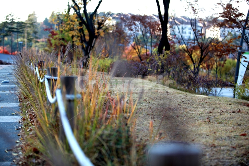 울타리,숲,나무,공원,단풍,식물,자연,plants,nature