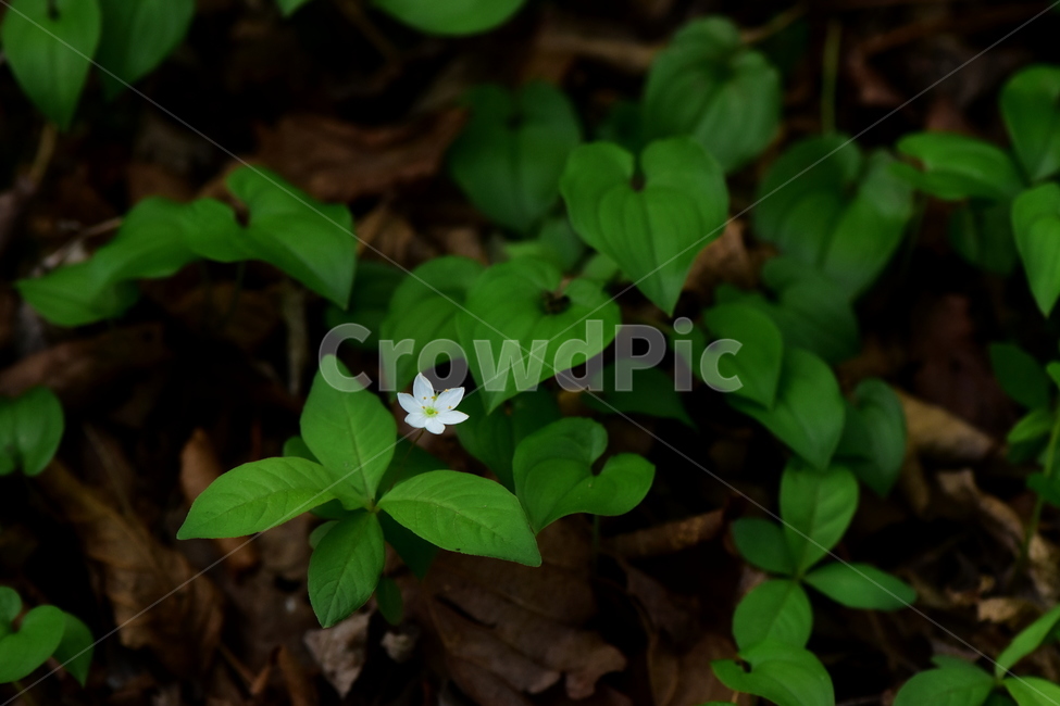 참기생꽃,야생화,식물,자연,생태,꽃,힐링,플라워,wildflower,flower,plants,nature,season,감성,느낌,emotion,feeling,앵초목,앵초과,기생꽃속,여러해살이풀,희귀식물