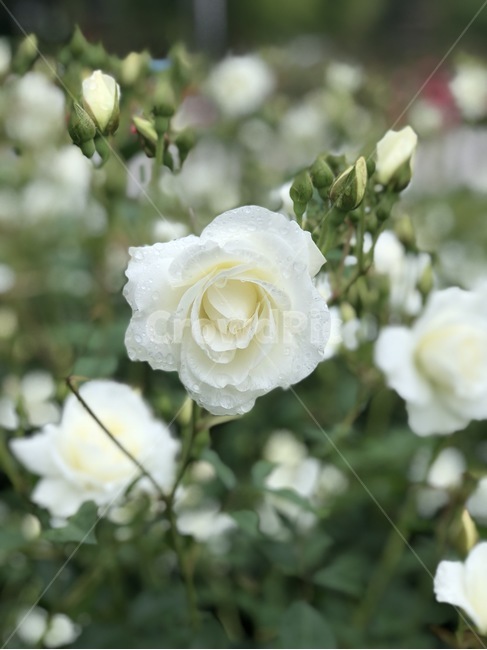 장미,꽃,장미꽃,식물,아웃포커싱,풍경,풍경사진,봄,계절,spring,season,식물,자연,plants,nature,꽃,flower,rose,plant,blossom