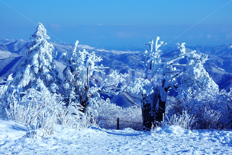 태백산,국립공원,설경,겨울,나무,주목,함백산,폭설,상고대,하늘,겨울,계절,winter,season