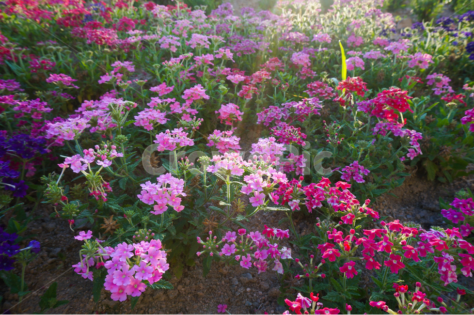 꽃,허브,핑크색,풍경,햇빛,식물,자연,plants,nature,꽃,flower