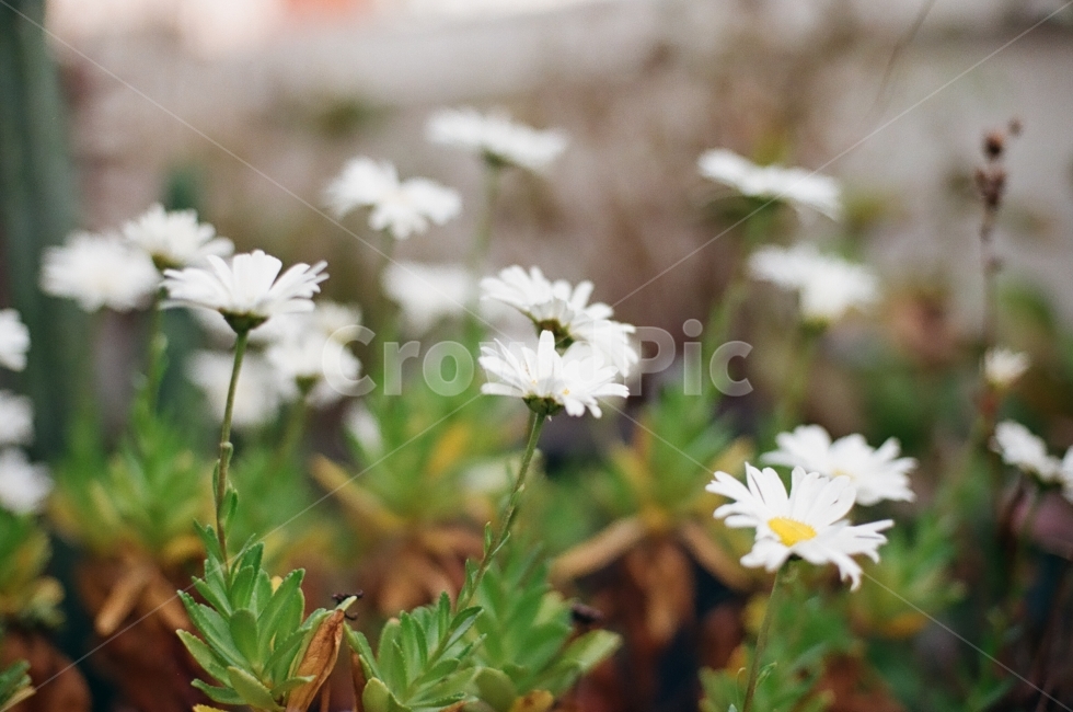 photography,공원,식물,가을,꽃,감성,필름카메라,monotone,fall,flower,자연풍경,스냅,snap,pilm,plants,자연,자연사진,가을,계절,fall,autumn,season,식물,자연,plants,nature,꽃,flower,감성,sensible,feeling,plant,blossom,daisy,데이지,daisies