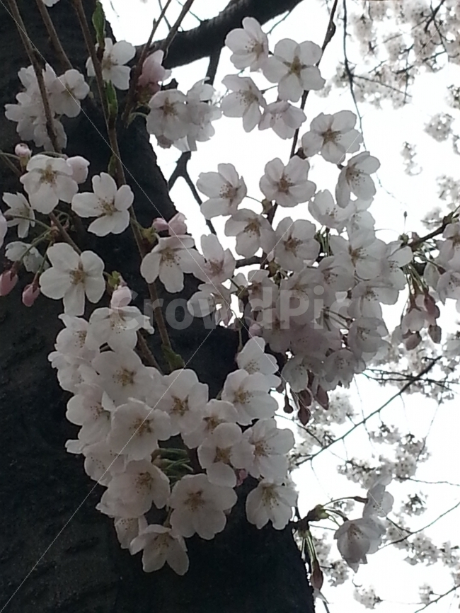 벗꽃,꽃,보라매,나무,봄,봄,계절,spring,season,식물,자연,plants,nature,꽃,flower,plant,blossom,cherry blossom,벚꽃
