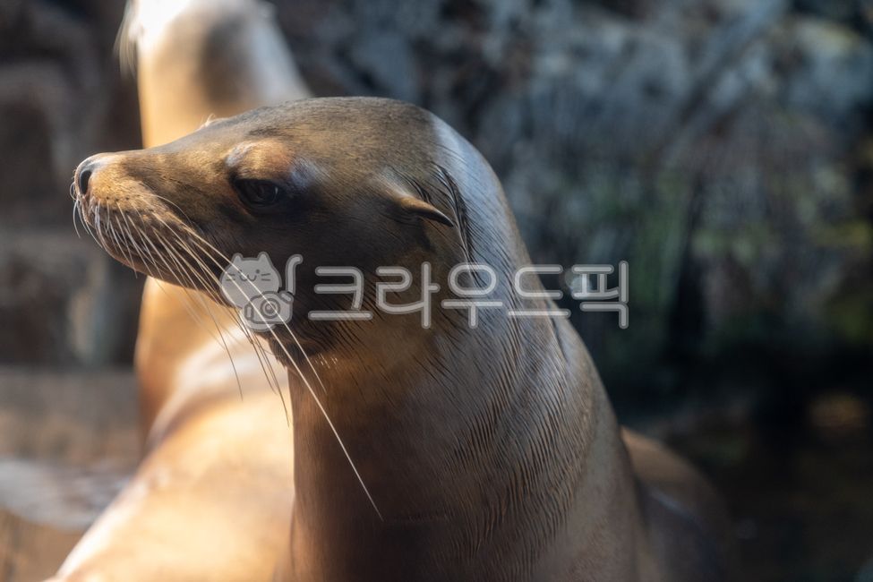 바다사자,수족관,아쿠아리움,바다,물개,수염,수중,물속,해양생물,푸른색,블루톤,수중세계,바닷물,물고기,유리수조,해양박물관,두상
