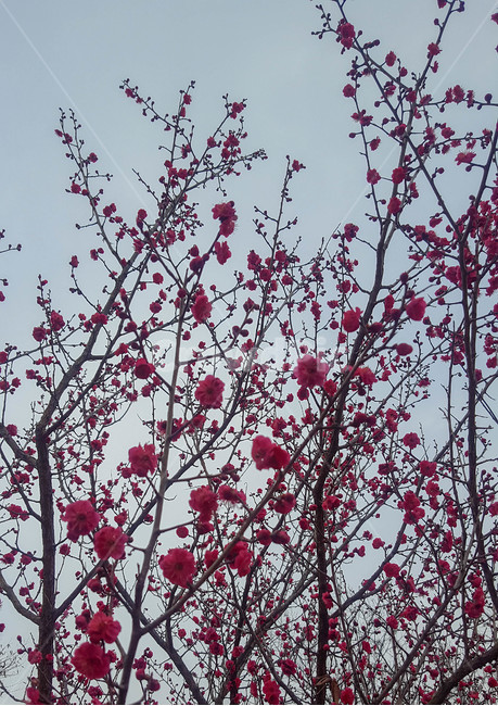 식물,나무,꽃,하늘,꽃망울,식물,자연,plants,nature,꽃,flower