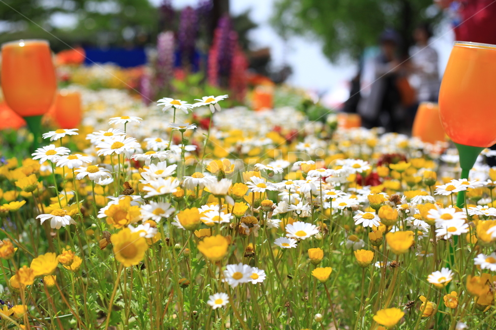 꽃,식물,꽃잎,나무,조화,식물,자연,plants,nature,꽃,flower