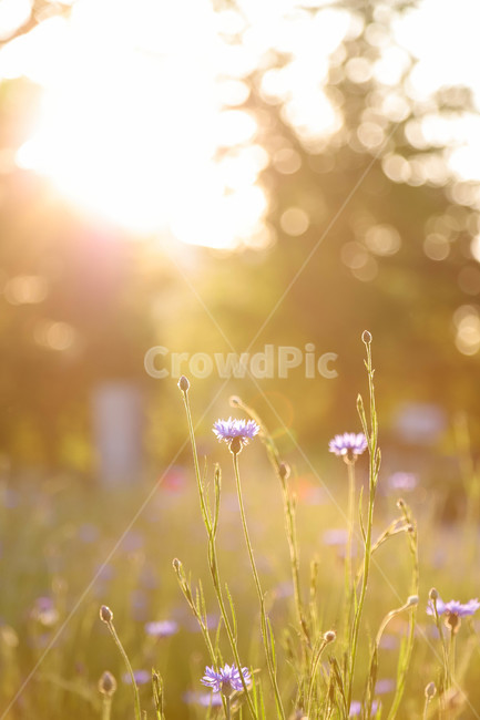 봄,봄날,봄꽃,수레국화,꽃,역광,보라색,계절,예쁜,아름다운,배경,식물,spring,flowers,beautiful,season
