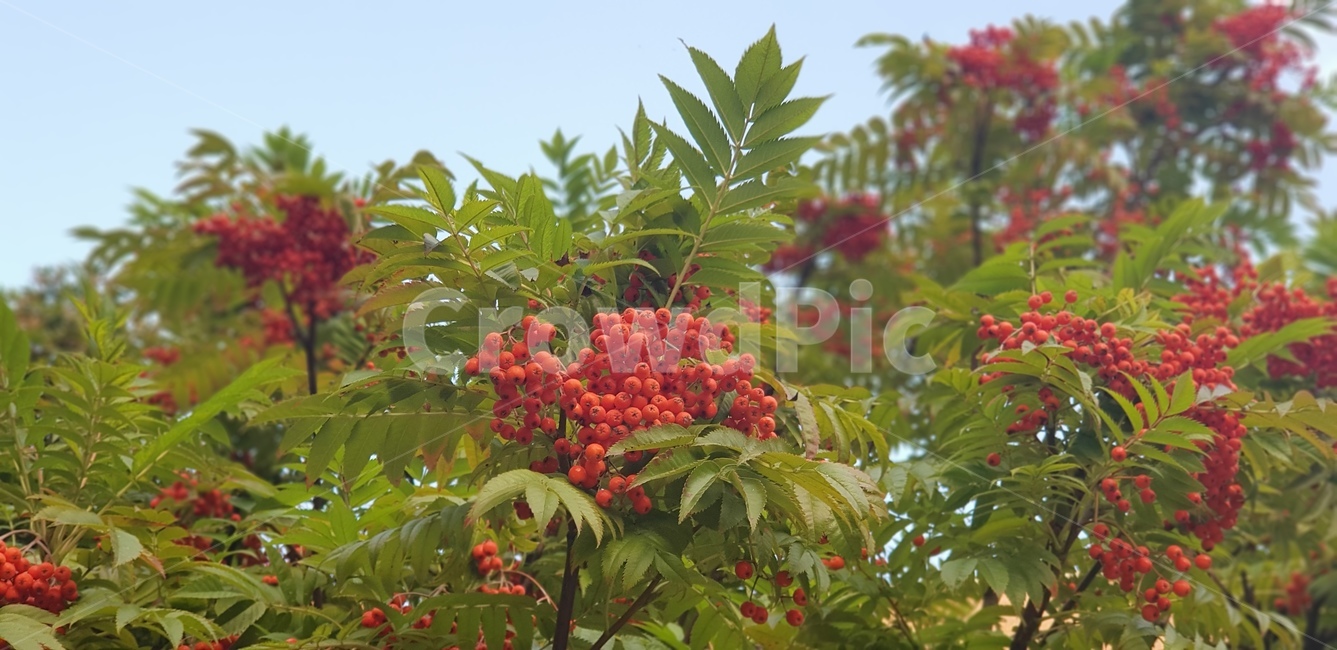 나무,열매,빨간열매,초록,가지,잎,하늘,자연,풍경,식물,식물,자연,plants,nature
