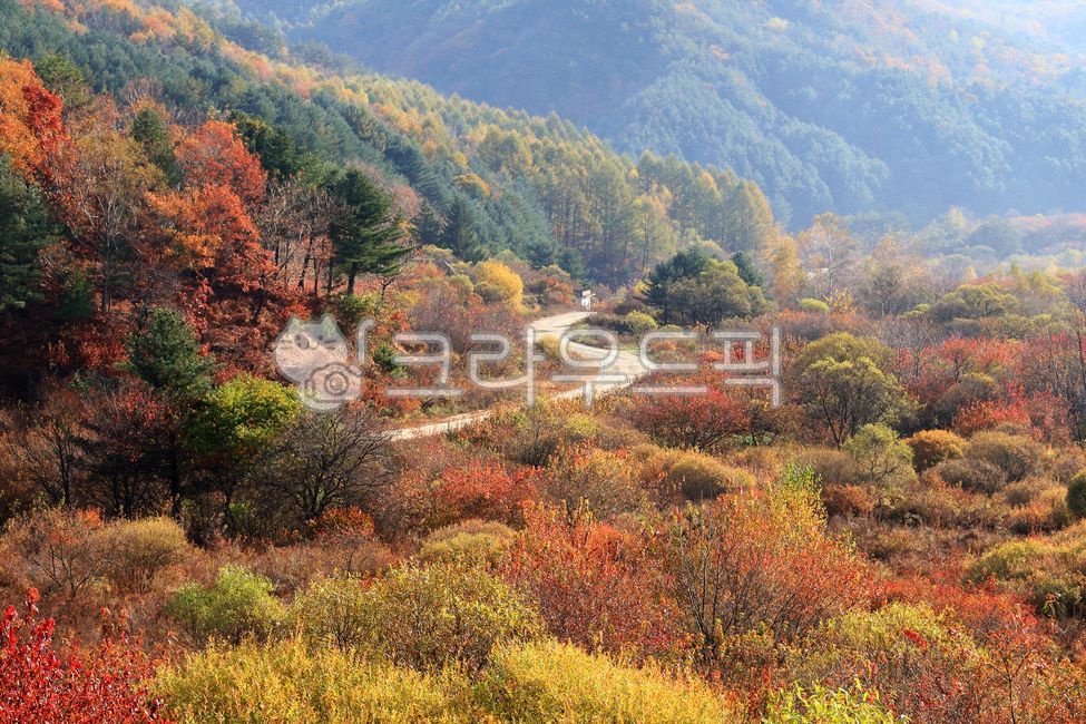 가을,단풍,인제,갑둔리,비밀의정원,outdoors,옥외,nature,자연,도로,길,풍경,tree,나무,계절