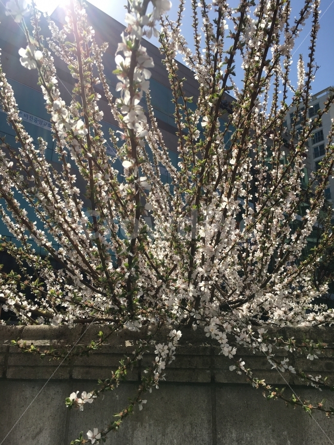벛꽃,햇빛,4월,청춘,일상,식물,자연,plants,nature,봄,계절,spring,season,꽃,flower