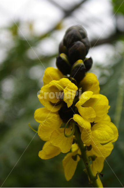 꽃,식물,flower,plant,color,식물,자연,plants,nature,꽃,flower
