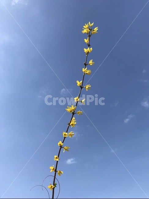 힘참,아름다움,개나리,따뜻함,생명력,맑음,봄,계절,spring,season,식물,자연,plants,nature,꽃,flower