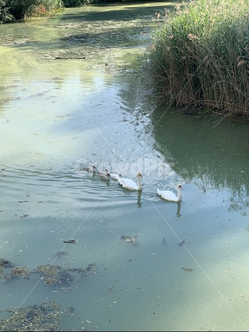 백조,동물,새,호수,자연,swan,아기백조,연못