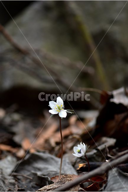 변산바람꽃,2018년,3월,야생화,꽃,생태,식물,자연,들꽃,산꽃,봄,감성,힐링,플라워,계절,시즌,wild,Flower,plants,nature,spring,season,배경,풀,초본,미나리아재비과,너도바람꽃속,flower,생태사진,봄꽃,자생지,경기도,식물,자연,plants,nature,꽃,flower