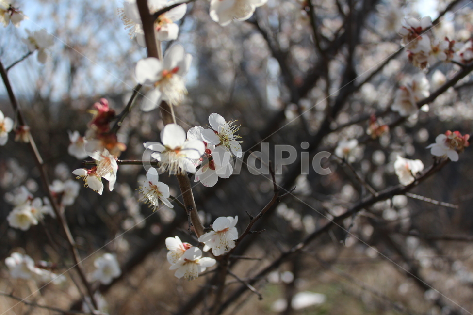 꽃,길가,색감,봄,spring,계절,분위기,flower,흰꽃,꽃나무,tree,white,매화,벚꽃,겹벚꽃