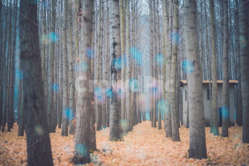 tree,나무,plant,식물,treetrunk,나무줄기,식물,자연,plants,nature,나무,trees,wood