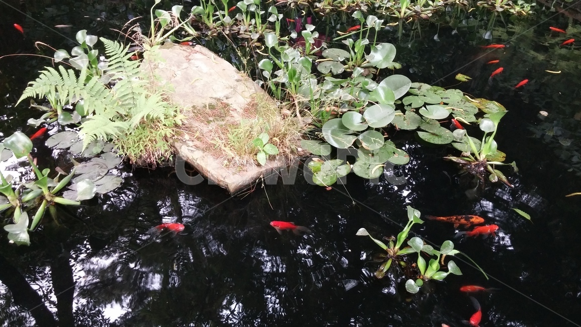금붕어,연못,goldfish,물고기,pond