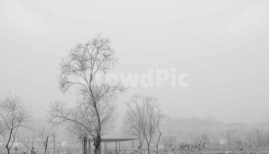 겨울,나무,감성,계절,공원,식물,겨울,계절,winter,season,식물,자연,plants,nature,나무,trees,wood,흑백,모노톤,monochrome,black and white