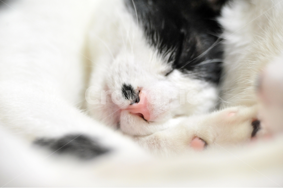 고양이,잠,낮잠,고양이코,코,동물,animal,포유류,mammal,고양이,cat,kitten,kitty