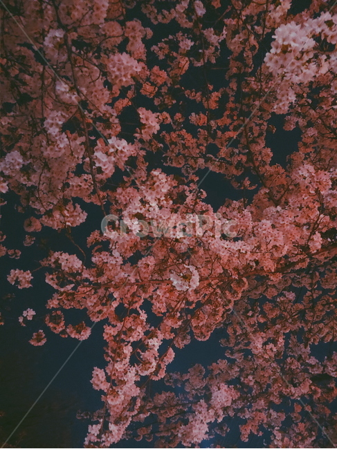 꽃,봄,벚꽃,계절,배경,개화,감성,풍경,flower,nature,spring,하늘,나무,wood,plant,blossom,밤,밤하늘