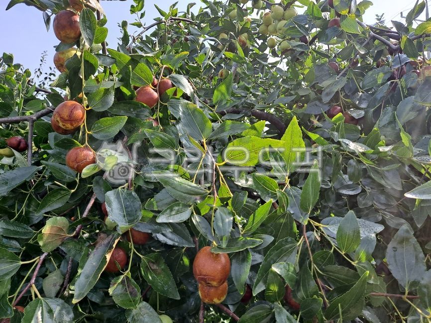 대추,사과대추,jujube,applejujube,jujubefarming,food,과일,fruit,음식