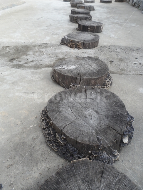 tree,step,bridge,stump,circle