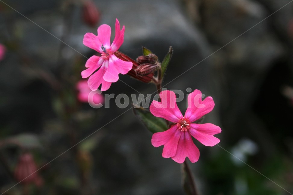 붉은장구채,석죽과,장구채류,식물,꽃,식물,자연,plants,nature,꽃,flower