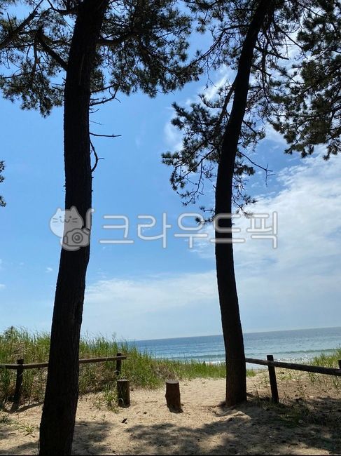 바다, 해송, 소나무, 바닷가나무, 해변, 사진,이미지,일러스트,캘리그라피 - 현묘작가