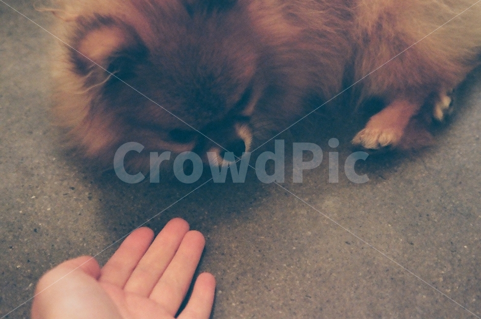 필름사진,네츄라클래시카,코닥,프로이미지,포메라이언,강아지,거절,애견카페,filmphoto,film,손,동물,animal,포유류,mammal,개,강아지,dog,doggy,사람,인물,인간,human,person,감성,sensible,feeling,연출,컨셉,콘셉,direction,concept