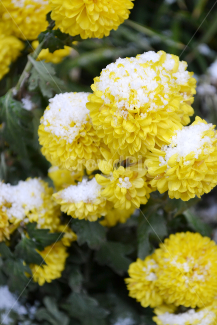국화,눈,꽃,노란색,겨울,자연,chrysanths,snow,flower,winter,식물,자연,plants,nature,꽃,flower