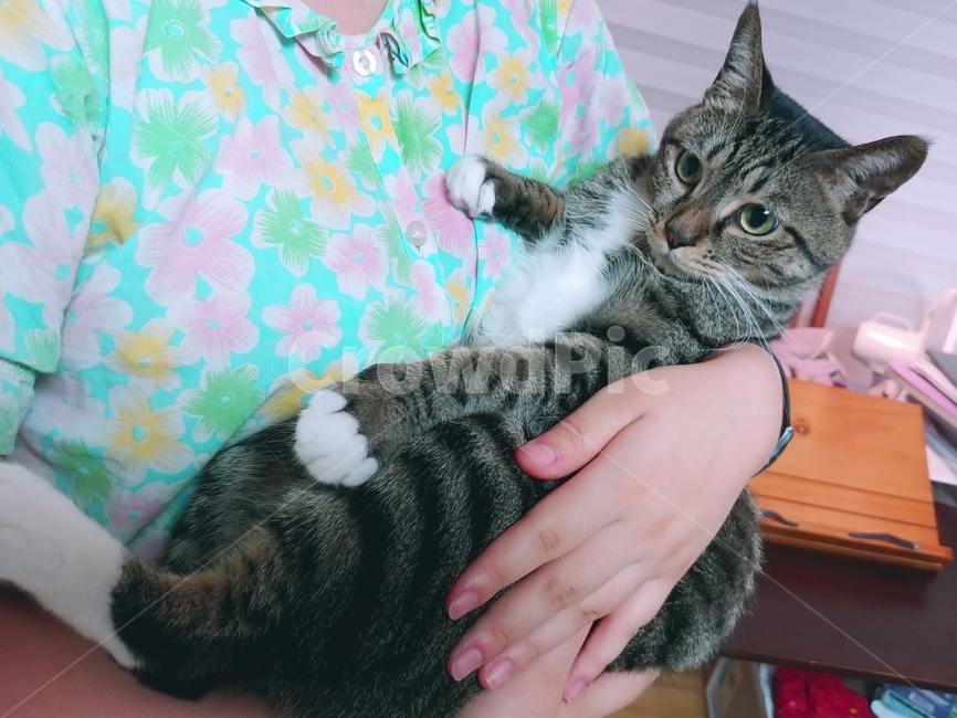 고양이,안기,귀찮,코숏,길고양이