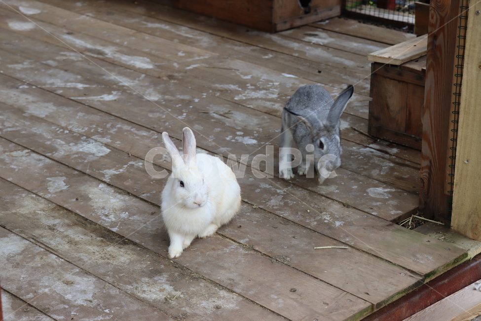 토끼,흰토끼,animal,동물,rabbit,동물,animal,포유류,mammal
