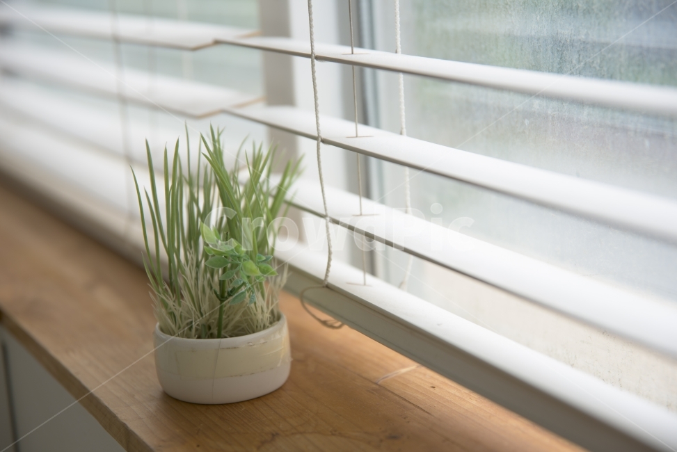 화분,창가,장식,감성,감성사진,사진,식물,자연,plants,nature,실내용화초,화분,화초,house plant,감성,sensible,feeling,인테리어,실내디자인,interior design