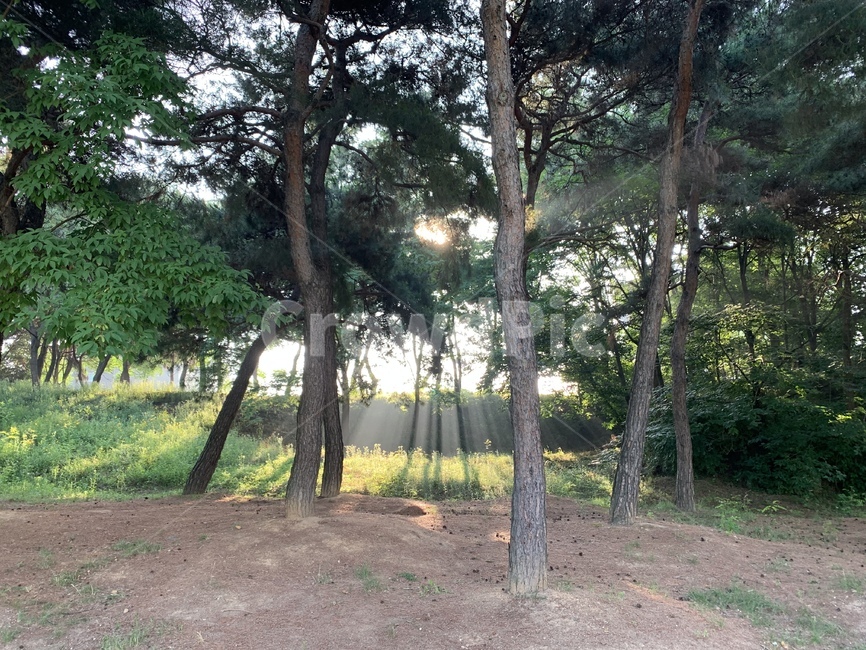 빛내림,소나무숲,자연,초록,나무,소나무,편안함,빛,태양