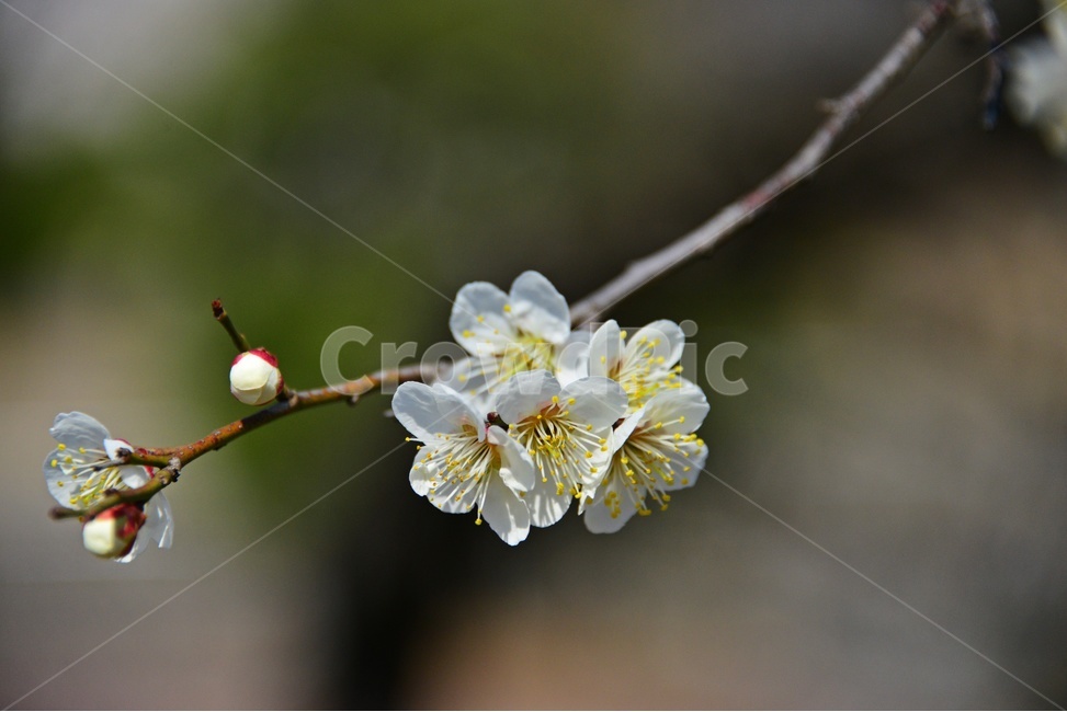 plant,식물,blossom,flower,꽃,매화,매실,매화꽃,봄,계절,봄꽃,식물,자연,plants,nature,꽃,flower