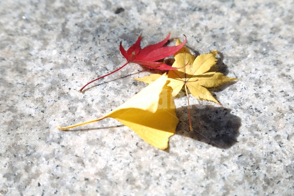 낙엽,가을,가을감성,은행잎,단풍잎,색깔,조화,가을사진,가을,계절,fall,autumn,season,식물,자연,plants,nature,leaf,잎,plant,tree,나무