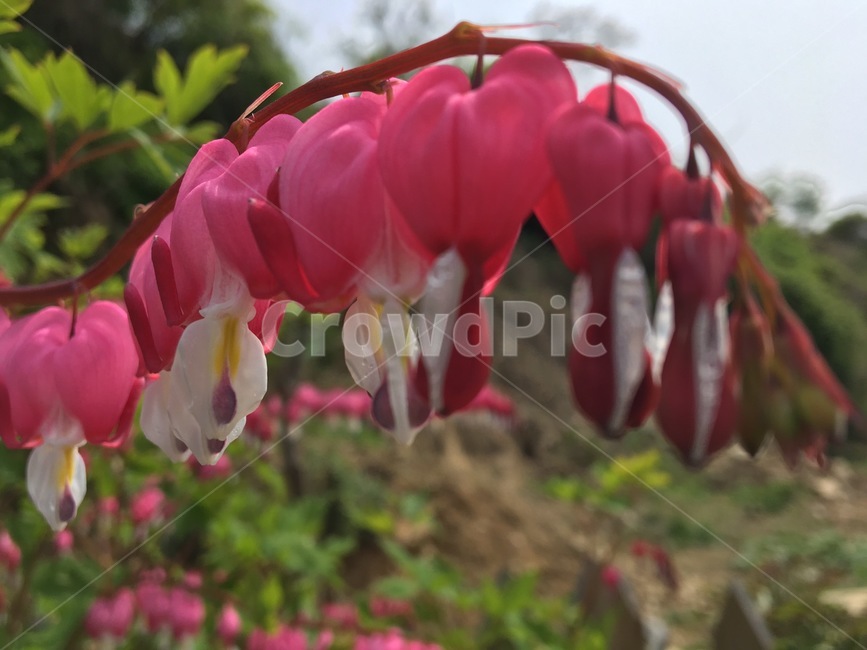 꽃,식물,하늘,분홍색,근접,식물,자연,plants,nature,꽃,flower