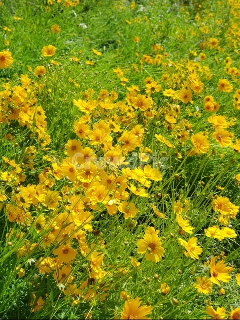 금계국,꽃,노랑,봄,맑음,자연,풍경,5월,봄,계절,spring,season,식물,자연,plants,nature,꽃,flower,outdoors,옥외,grassland,목초지,field,들,farm,농장,rural,농촌,plant,meadow