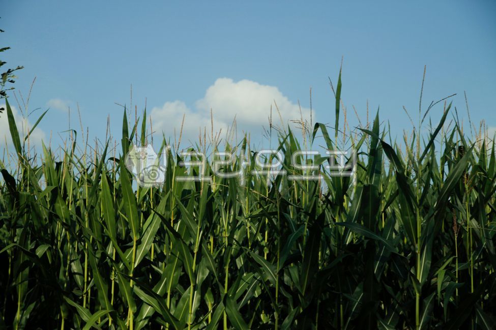 cornfield,corn tree,corn,sky,clouds,clear sky,farm