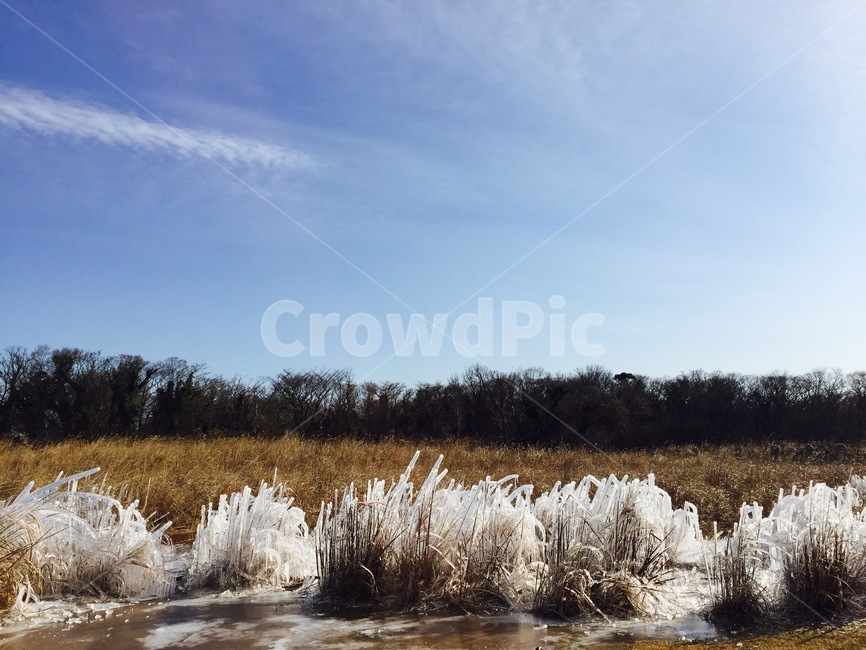 햇빛,들판,울타리,초원,겨울,얼음,볏짚,겨울,계절,winter,season,자연,풍경,nature,landscape,grass,잔디,plant,식물
