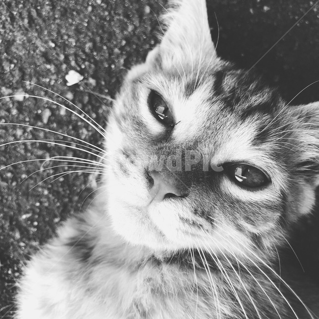 캣,고양이,새끼고양이,cat,흑백,감성사진,흑백사진