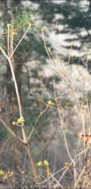 새싹,자연,식물,봄,nature