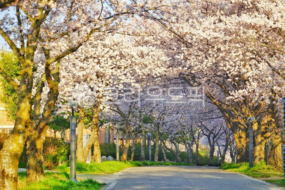 봄, 벚꽃, cherryblossoms, spring, 풍경, 사진,이미지,일러스트,캘리그라피 - Njsdaks작가