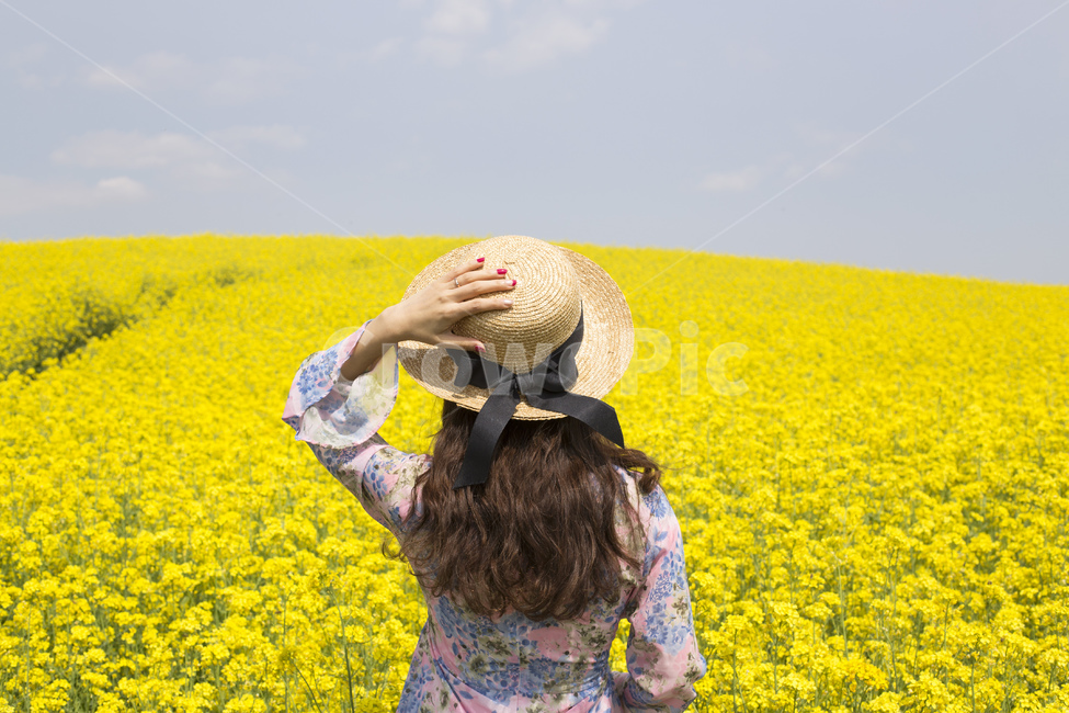 꽃,유채꽃,유채,봄꽃,봄,계절,배경화면,배경,식물,자연,노란색,노랑,여자,여성,사람,원피스,모자,챙모자,갈색머리,뒷모습,포즈,봄,계절,spring,season,여성,여자,woman,female,lady,여행,휴가,traveling,vacation,trip