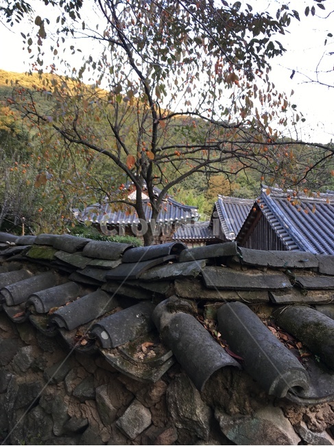선암사,풍경,가을,낙엽,돌담장,담장,기와,산사,산지승원,절,사찰,불교,템플스테이,기도,유네스코,세계문화유산,감나무,감,돌담,한국전통,한국문화,korean traditional,korean culture,건축물,건물외관,exterior,building,structure,architecture,construction
