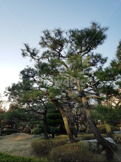 봄,바람,나무,따뜻함,하늘,여유로움,한적함,초록,잔디,파릇파릇,햇빛,식물,자연,plants,nature,나무,trees,wood