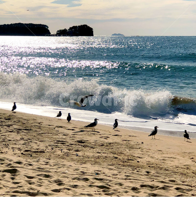 파도,하늘,구름,자연,물,해안선,outdoors,nature,sea,ocean,sky,water,푸른,시원한,바다,새,동물,bird,자연,풍경,nature,landscape,해변,바다,beach,sea,동물,animal,조류,새,birds,옥외,대양