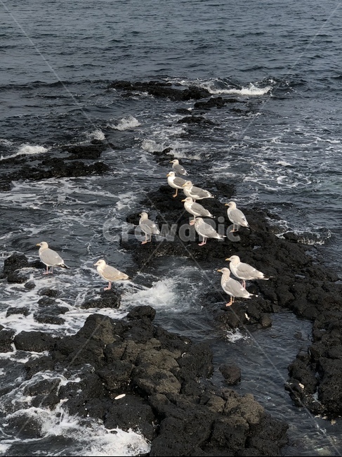 갈매기,바다,갈매기떼,휴식,필름,필름카메라,동물,animal,조류,새,birds