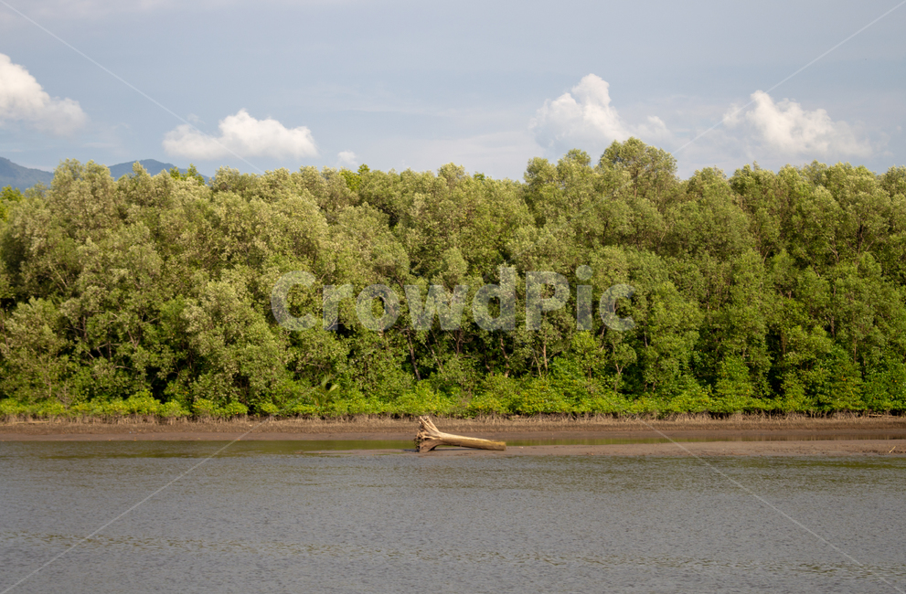 코타키나발루,kotakinabalu,반딧불이투어,나무,강가,tree,trees,river,숲,forest,자연,풍경,nature,landscape,해외,외국,세계,foreign,oversea,world,세계자연풍경,해외자연풍경,외국자연풍경,world nature landscape,land,땅,outdoors,옥외,water,물,shoreline,해안선,sea,바다,ocean,대양,coast,연안